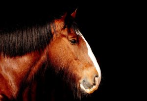 Shire Horse once used for drayage